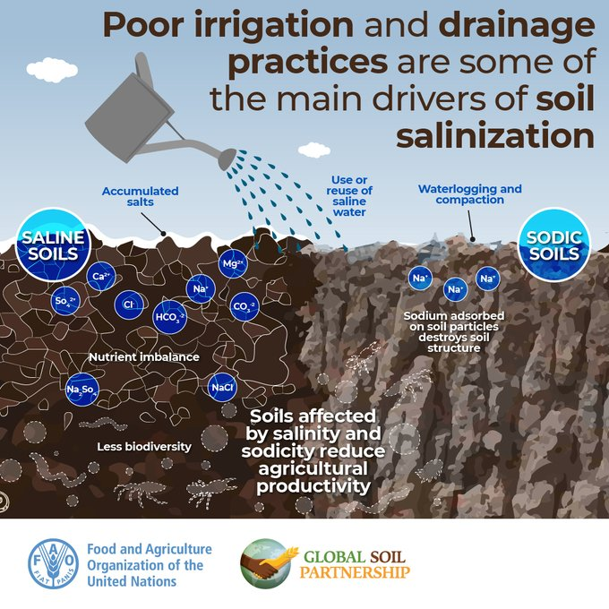 Join our webinar on crop nutrition in salt-affected soils. Explore key topics, case studies and meet worldwide experts through lively discussion. #SoilHealth #SoilSalinization #INSAS 👉🏿 Register fao.zoom.us/webinar/regist… 📅24 April 4pm CEST 📔 Agenda fao.org/global-soil-pa…