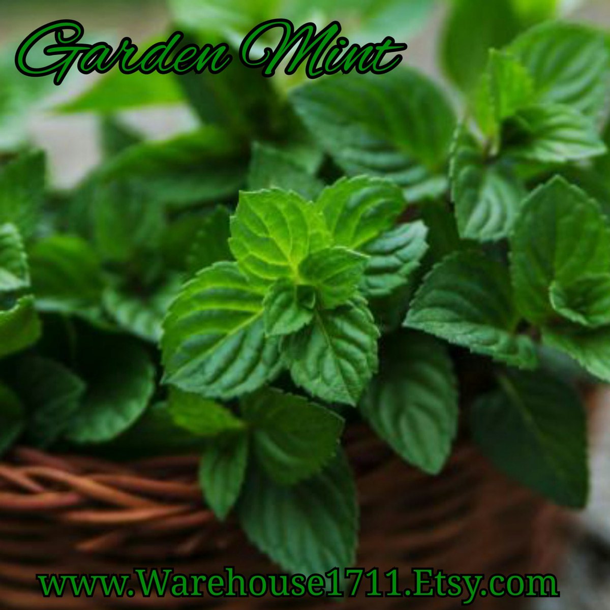 Garden Mint Candle/Bath/Body Fragrance Oil tuppu.net/a0ad3ac8 #candleoils #candlemaker #explorepage #glitter #aromatheraphy #handmadecandles #Warehouse1711 #dtftransfers #ScentedAromaOils