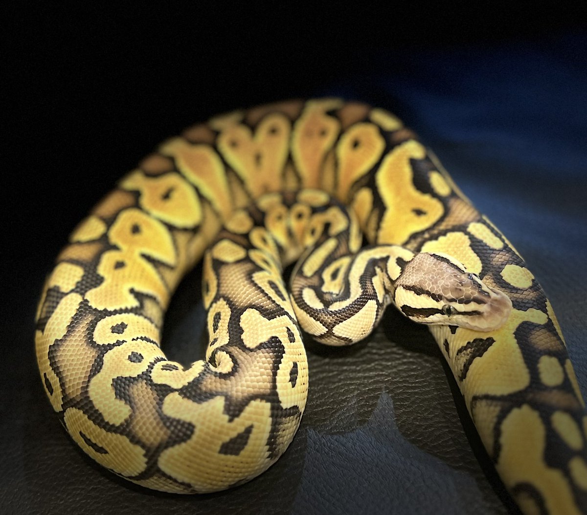 Looks like it will be ready by the end of the year
 Will there be an AXAN that I have never seen before 🤩 

#ballpython #ballpythons #ballpythonclown #ballpythonbreeding #ballpythonbreeder #ballpythonmorph #ballpythonmorphs #clownproject #axanthicclown #ボールパイソン　#アザン