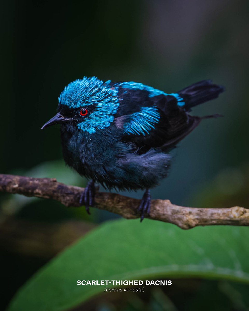 Scarlet-thighed dacnis (Dacnis venusta)

#bird #birdphotography #nature #naturelovers #photography #Nikon #Nikon100 #NikonNoFilter #NikonPhotography #ShotOnLexar #CreateNoMatterWhat #YourShotPhotographer #photooftheday #wildlifephotography #wildlife #CostaRica