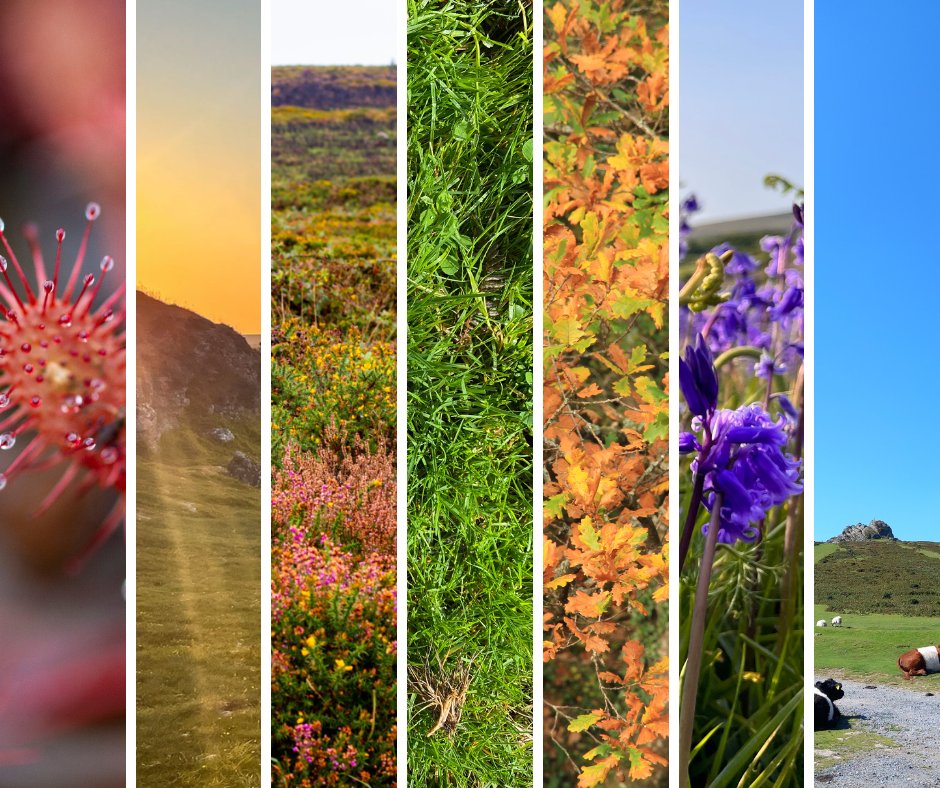 Today is Earth Day 🌎 Dartmoor is Devon’s green heart 💚 and today is a perfect day to celebrate Dartmoor’s natural beauty and fantastic landscapes. Help us to protect Dartmoor by volunteering for one of our second Sunday conservation days at Haytor! bit.ly/4aETtmF