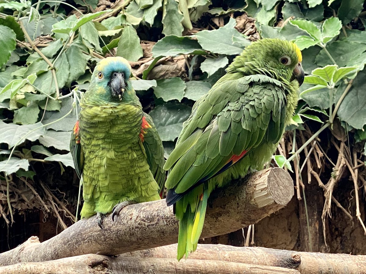 CazzaCo's tweet photo. Lucky enough to work with some gorgeous animals β₯οΈ #amazonworld #isleofwight https://t.co/GrSjCRGhcy