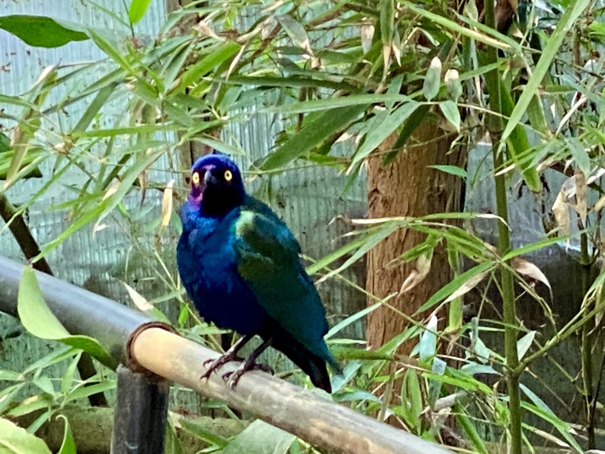 CazzaCo's tweet photo. Lucky enough to work with some gorgeous animals β₯οΈ #amazonworld #isleofwight https://t.co/GrSjCRGhcy