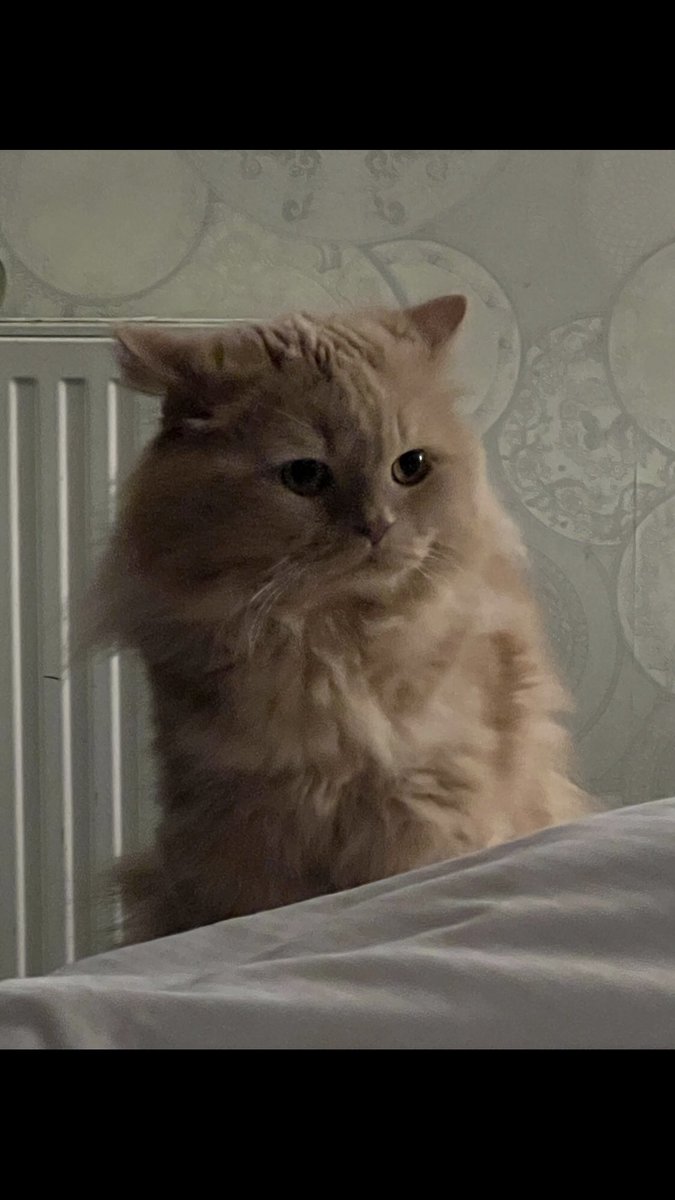 Ollie’s a very private cat but he’s been caught contemplating rolling his hairy self all over that clean bed. 😭