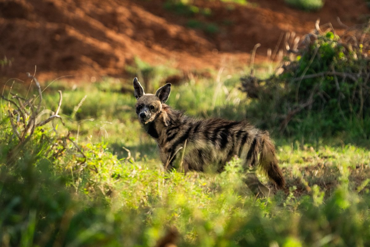 🌍♻️ On #EarthDay, join us at #Loisaba in our commitment to combat #plastic pollution! Our Community Cooker and #BioDigester turn waste into energy, reducing reliance on unsustainable practices. Plus, we protect wildlife, like our hyenas, ensuring a balanced ecosystem.