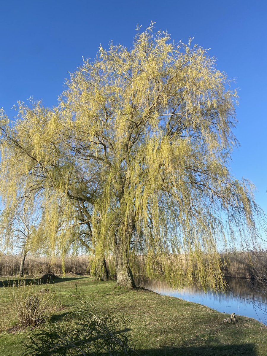 Weeping Willows are magnificent, especially on a blue Spring day.