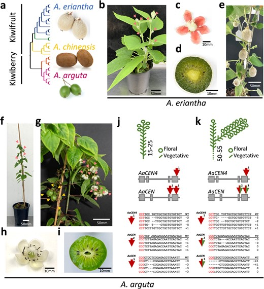 Advancements in genetic editing are revolutionizing kiwifruit breeding, overcoming traditional hurdles and enhancing crop resilience and nutritional value. #AgricultureInnovation #FoodSecurity 🌿🧬 @OxfordJournals 
Details:academic.oup.com/hr/article/10/…