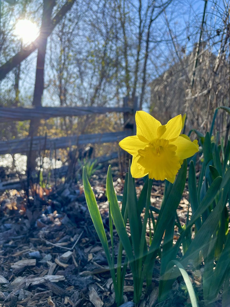 Beautiful Monday Morning ☀️🌼✨
#Manotick #ThePhotoHour