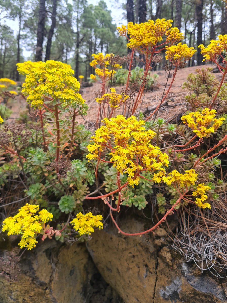 Blooming #LaPalma