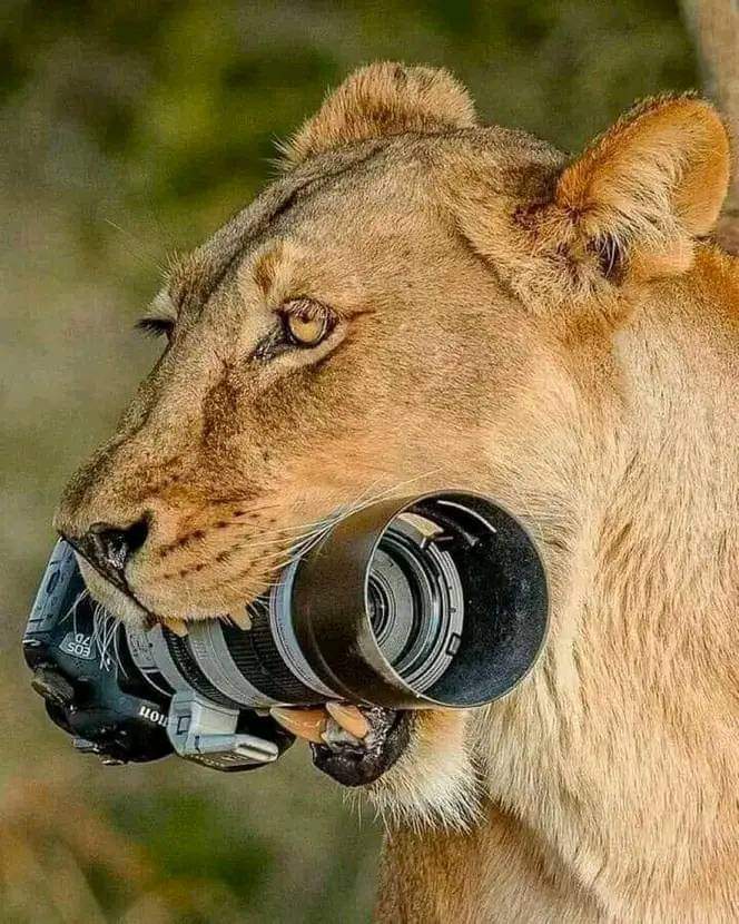 Picture this. A man saves for years to buy a camera for his dream trip to Africa. He buys the best camera to capture adventures. Serengeti forest, the 7th wonder that is Vic Falls & dazzling mountains of Cape Town. While on this trip 😭😭 Imagination gone wild🤦‍♂️