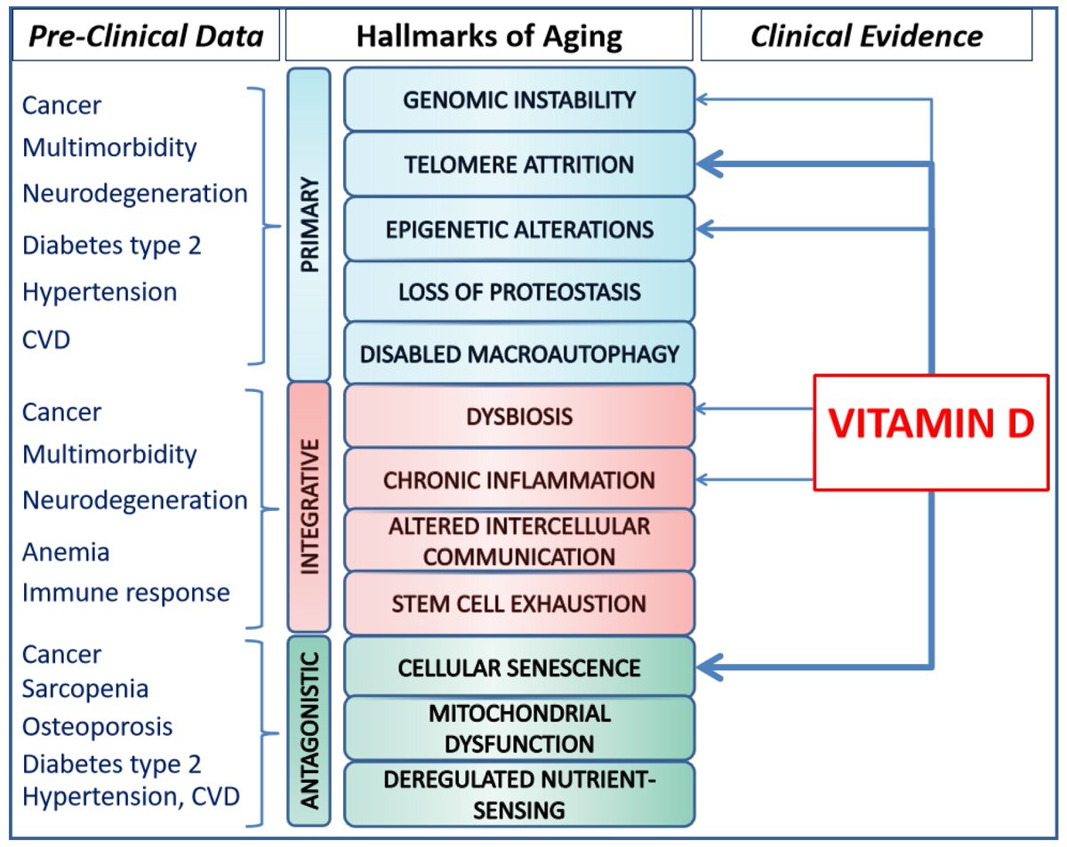 New Published Paper🍀 📖Title: Targeting the Hallmarks of #Aging with #Vitamin D: Starting to Decode the Myth ✍️Prof. Carmelinda Ruggiero et al. @MediPharma_MDPI @sminaev2015 @ap_derfel @rogerablackwell @PatriciaHachey @dminderapp @Slawomi18369321 🔗mdpi.com/2072-6643/16/6…