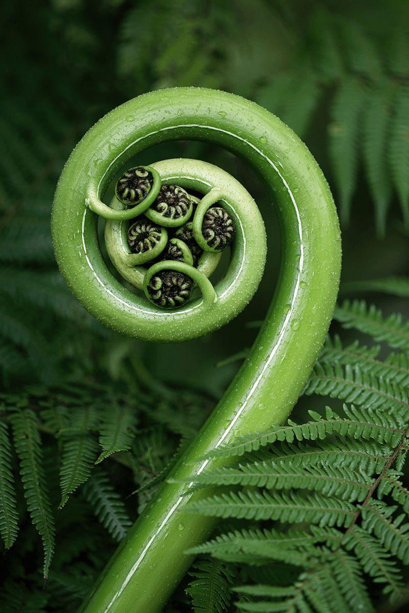 Good morning. It is the 22nd of April. They are old, primordial, eldritch even. Fiddlehead ferns have no spores, they have no flowers. They grow in the forests almost inexplicably. We now know that they propagate through a complex and lengthy sporing process, but like all
