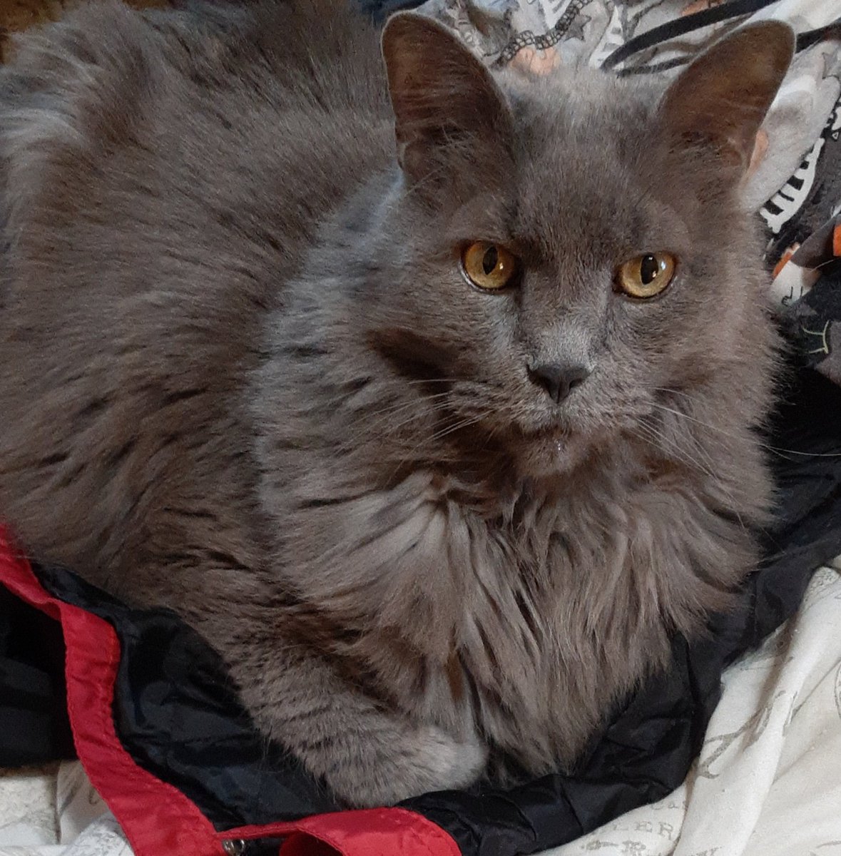 Freshly baked pumpernickel for #catloafmonday. I think it's perfect but Paul Hollywood might say I'm overworked and underproofed. 😸 What do you think?

#CatsOfTwitter #CatsOnTwitter #cats #hedgewatch #catsofx