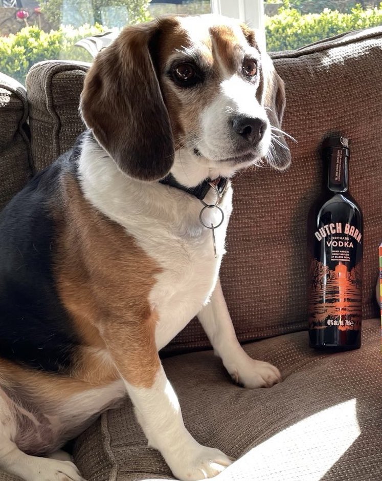 “Happy #NationalBeagleDay!” woofs rescued laboratory dog @BetsyAmbassador. “I’m celebrating with my hero @rickygervais’ #DutchBarn Vodka, for Mum and Dad … doggy treats for me, and an extra long walk in the spring sunshine this afternoon, for all of us!” ❤️🐾🐾 #DogsOfTwitter