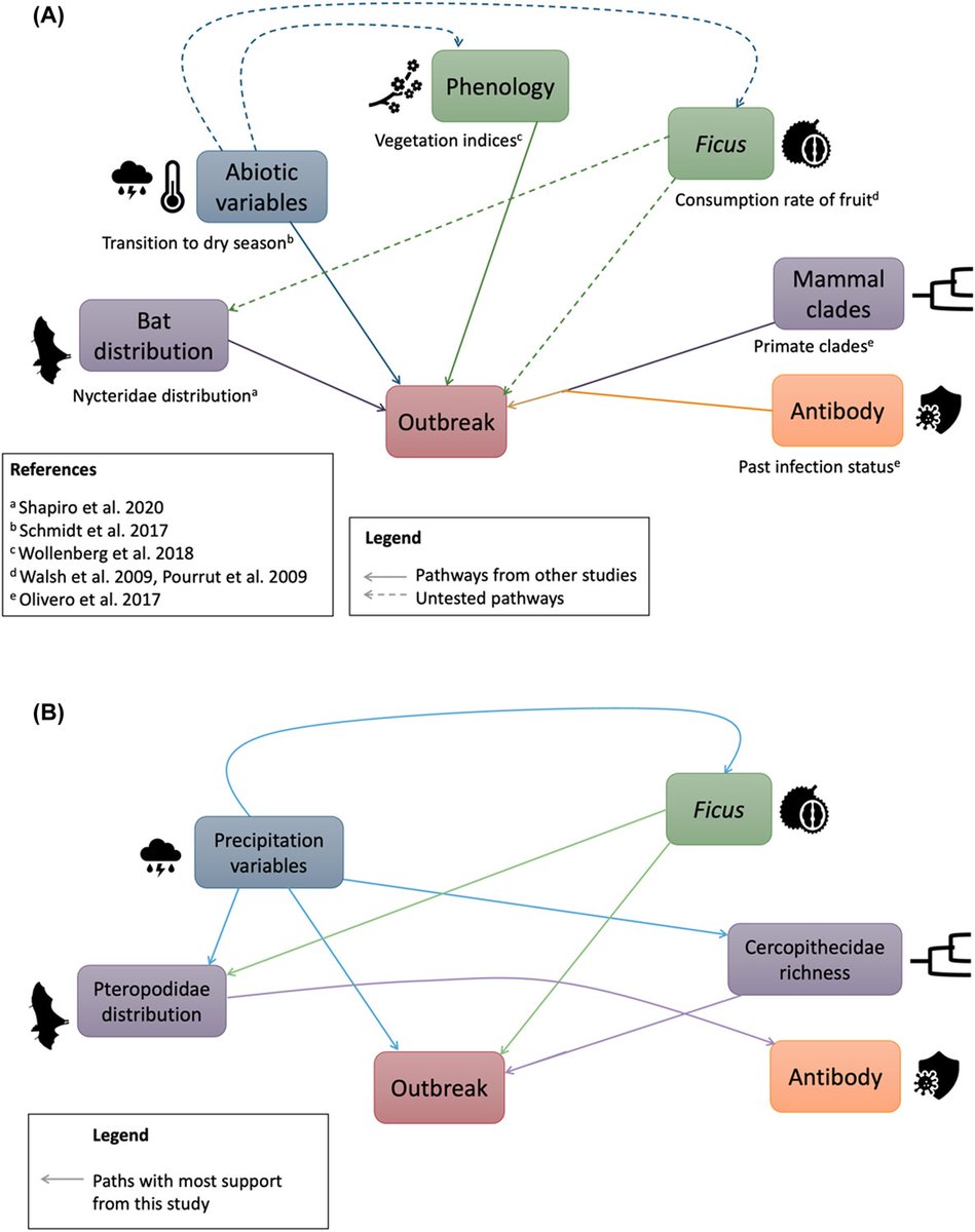 Fruit–frugivore dependencies are important in Ebolavirus outbreaks in Sub-Saharan Africa nsojournals.onlinelibrary.wiley.com/doi/full/10.11… #bats #Ebola #Ficus #outbreak #primates @NordicOikos @WileyEcolEvol