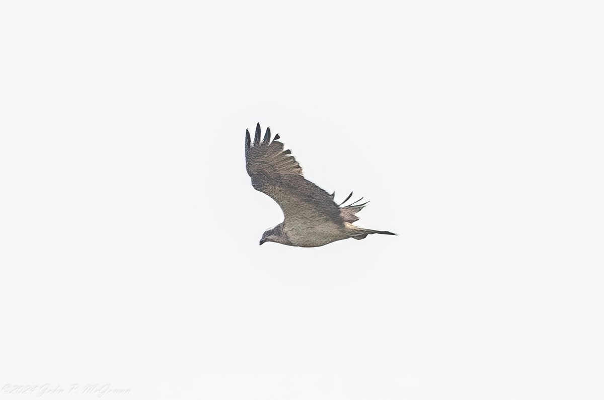 Osprey seen at Frankley Worcs today (22-04-24). Record shot as it flew away over Frankley Res in the direction of the city. Thanks to everyone for the heads up @WestMidBirdClub @Natures_Voice @RSPBbirders @_BTO