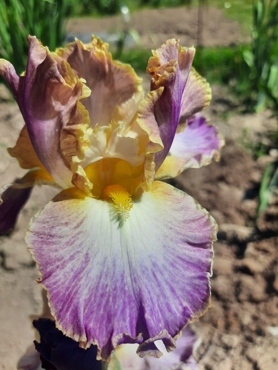 iris_orduna's tweet photo. Elizabethan Age and Daughter of stars. #tbiris #Elizabethanage #daughterofstars #tallbeardediris #orduña #bilbao #basquecountry #vizcaya #paisvasco https://t.co/Tevj3BxFaj