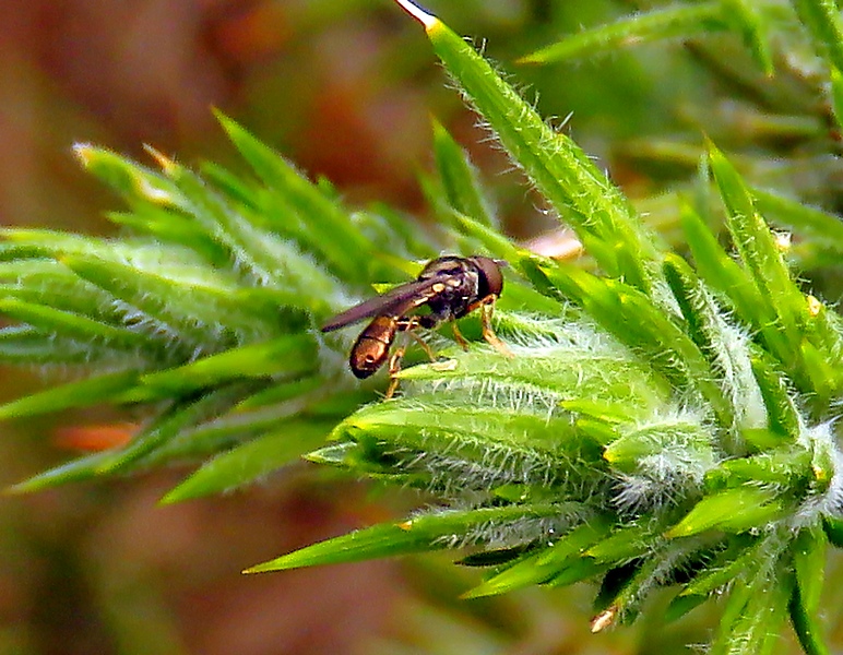 This hoverfly from the Genus Neoascia , on e of the smaller hoverflies #LytchettHeath