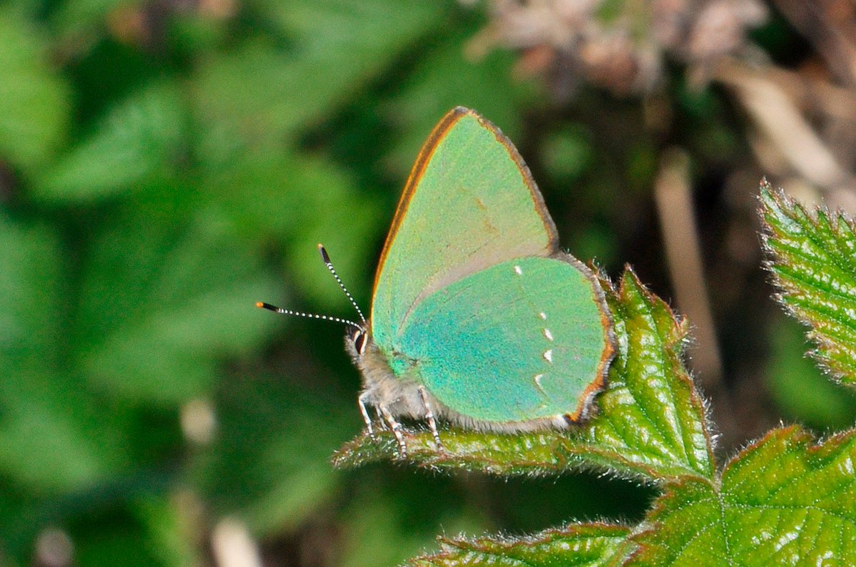 Saw my first fresh Green Hairstreak of the year on Friday on @BBOWT's Greenham Common. Shame the weather has turned dull and cold again @UpperThamesBC @TVERC1 @savebutterflies @ukbutterflies
