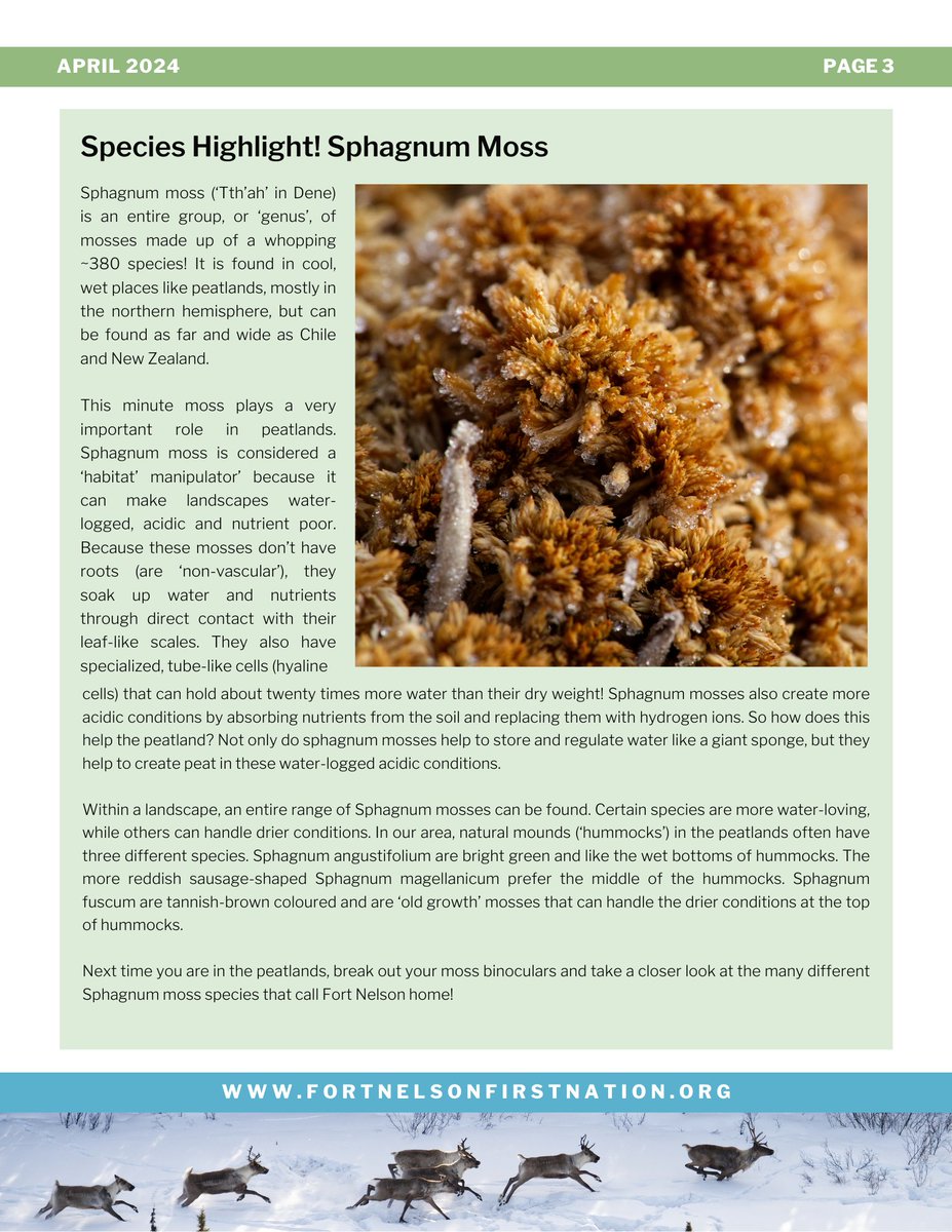 April newsletter is out! A new project to monitor carbon uptake of all this resto. Is there a difference in carbon response btwn summer & winter treatment? We'll see! An exciting collaboration with @wetland_GHG & @peateco Welcome to MSc student Henry Gibbons.