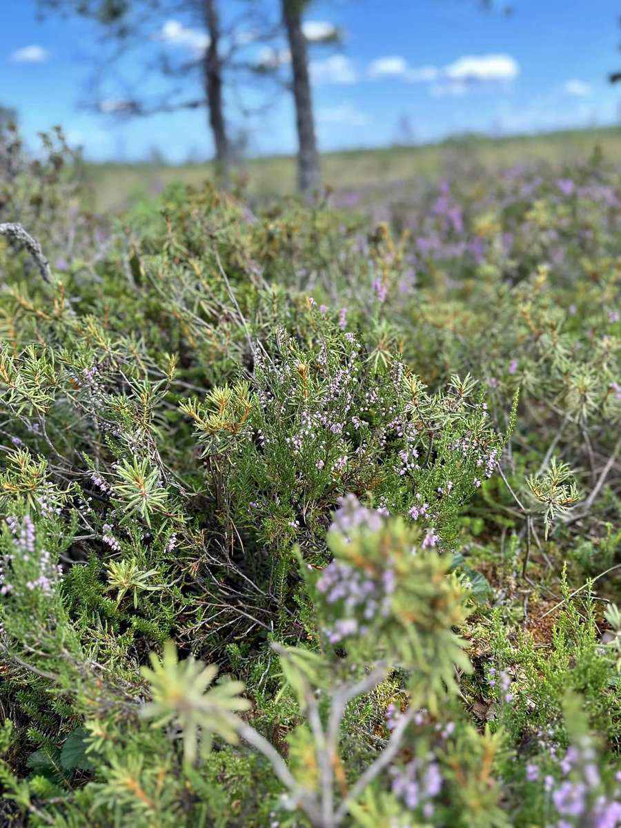 Just recently @errnews published an article 'Why Are Estonian Bogs So Important'. For this #EarthDay2024 I'm sharing a few pics of #eestirabad, a natural treasure and fun to visit #beautifulEarth #EarthDay #EarthDayEveryDay #Eesti #biodiversity #ourplanet 
news.err.ee/1609318776/why…