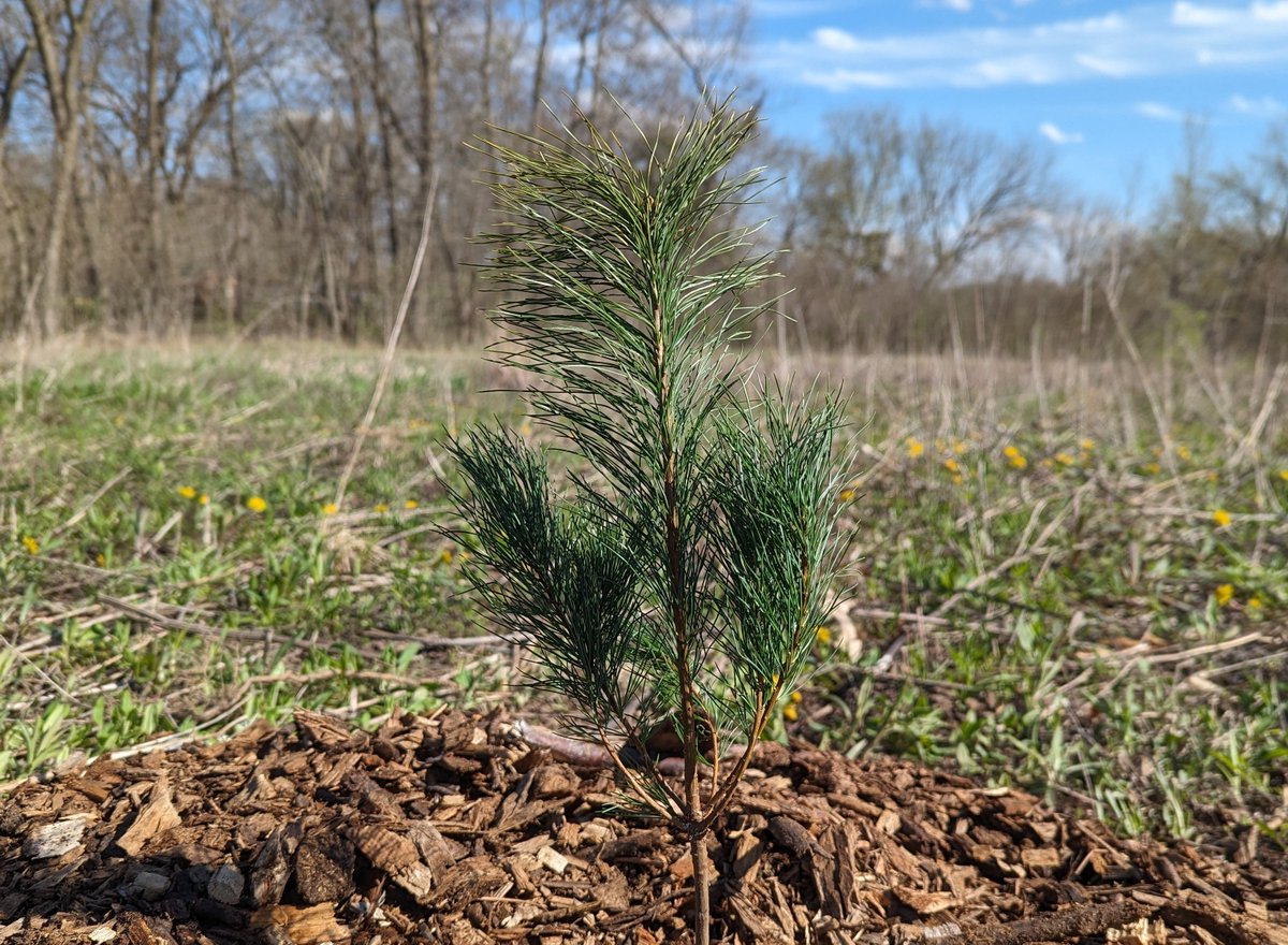 Happy #EarthDay2024! Planting tiny but mighty white pine #trees at @YMCACampWapsie for windbreak, #wildlife and #Wellbeing! #naturelove