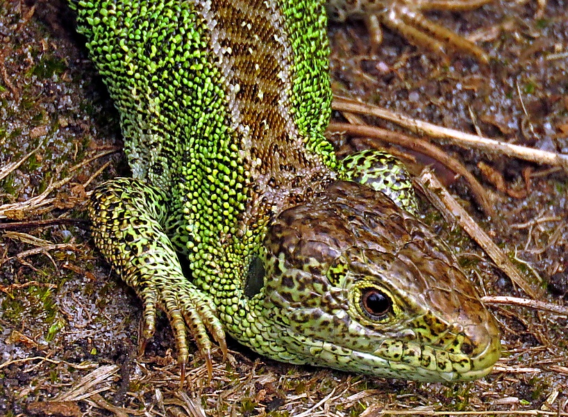 Closer Head-shot of the male Sand Lizard , Lytchett Heath. Love those delicate little claws!