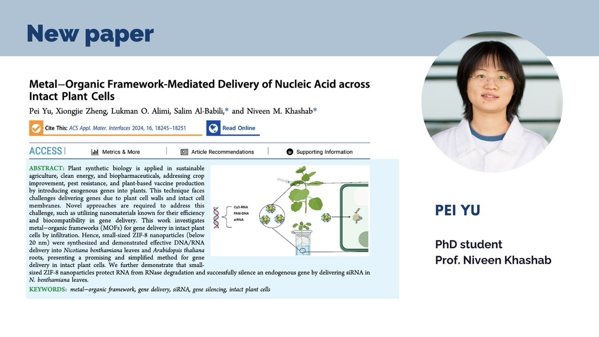 Nanomaterials in gene delivery. This work investigates MOFs for gene delivery in intact plant cells by infiltration. 👉 get access: pubs.acs.org/doi/full/10.10…
#nanomaterials #MOFs <a href="/ShmsLab/">Khashab Group-ShmsLab</a>
