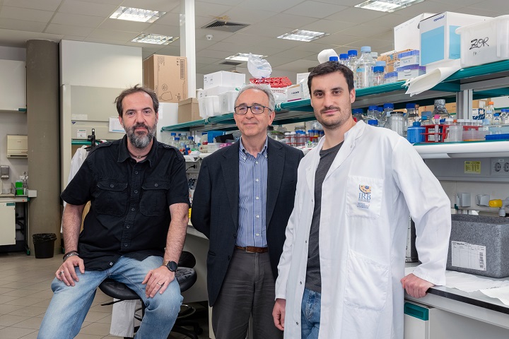 #REcercaUB | 🧬Un estudi de la #UniBarcelona i l’@IRBBarcelona identifiquen una nova proteïna vinculada a la pèrdua de massa muscular durant l'envelliment. 🎓La descoberta liderada per @AntonioZorzano obre el camí a nous tractaments. 👉 ja.cat/envellimentmus…