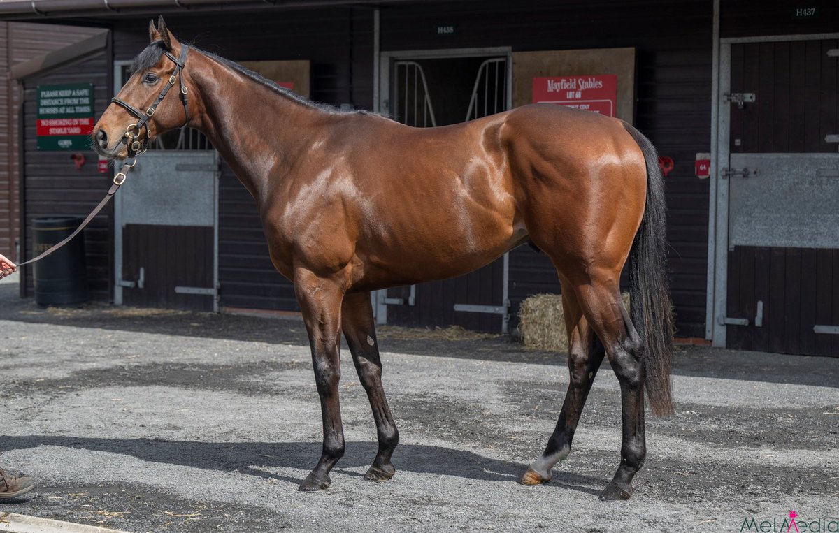 Lackendarra_stb's tweet photo. Lots 59, 60 &amp; 151 @GoffsUK @BrzUps this week🐎 #lackendarrastables 
@nafuk https://t.co/8Bkx5Y7cPx