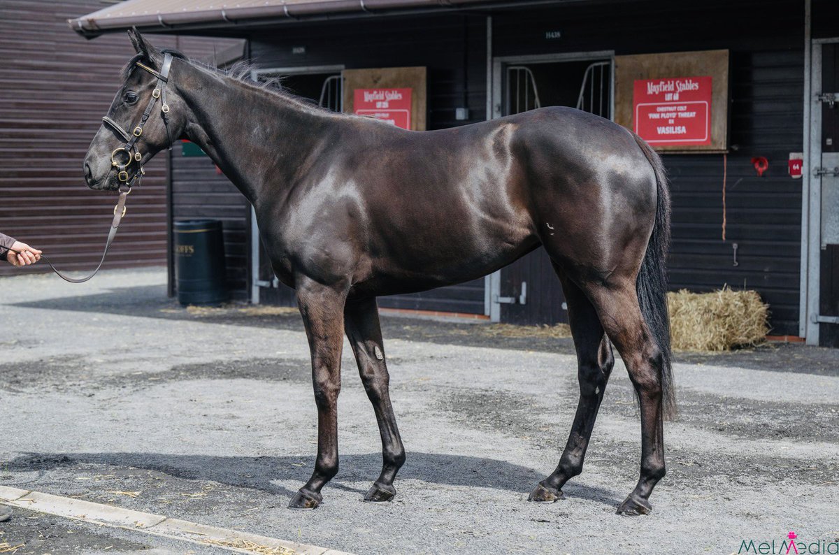 Lackendarra_stb's tweet photo. Lots 59, 60 &amp; 151 @GoffsUK @BrzUps this week🐎 #lackendarrastables 
@nafuk https://t.co/8Bkx5Y7cPx