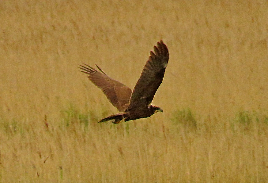 A reasonably close shot(in fact maybe my closest at Lytchett) of this female Marsh Harrier as it came up out of the reeds at #LytchettFields last Friday