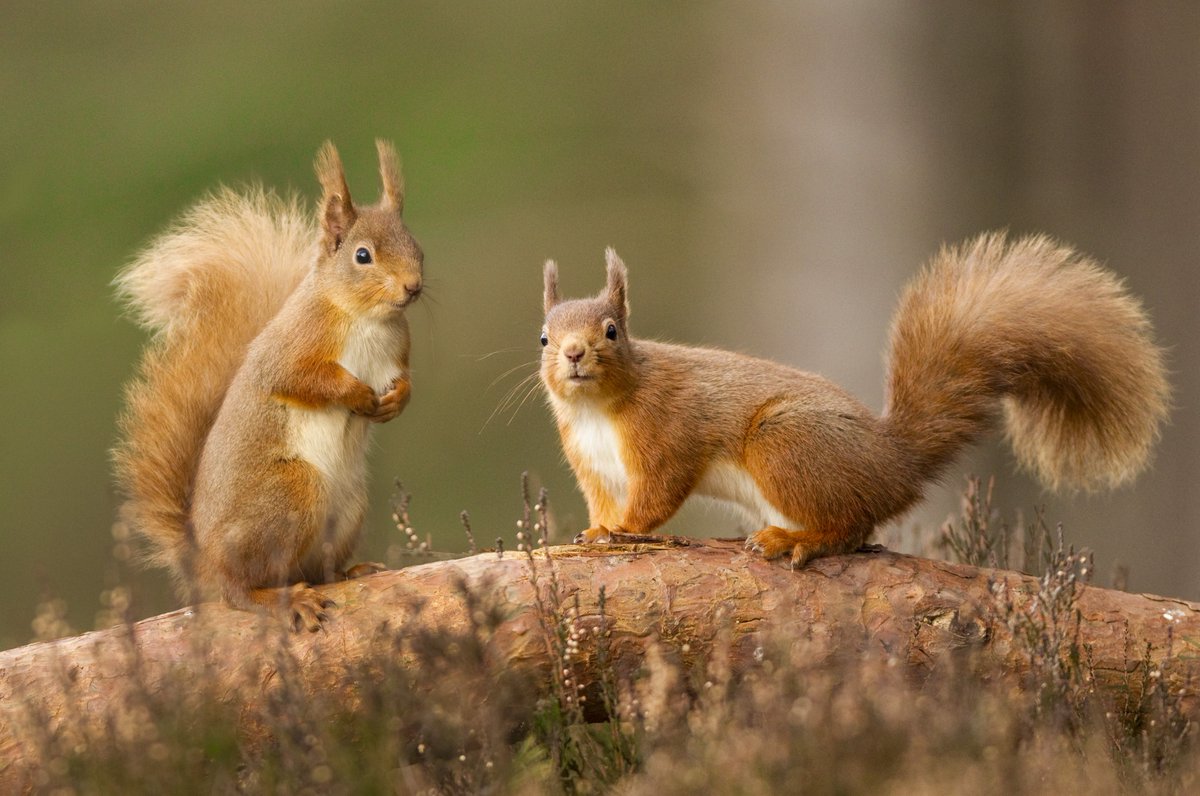 It's time for some #BrownseaIsland trivia! 

Red squirrels can be left of right-handed, true or false? Answer in the poll below! 👇👀

#BrownseaBigGive 👉bit.ly/4bdvECn ~ Jack
