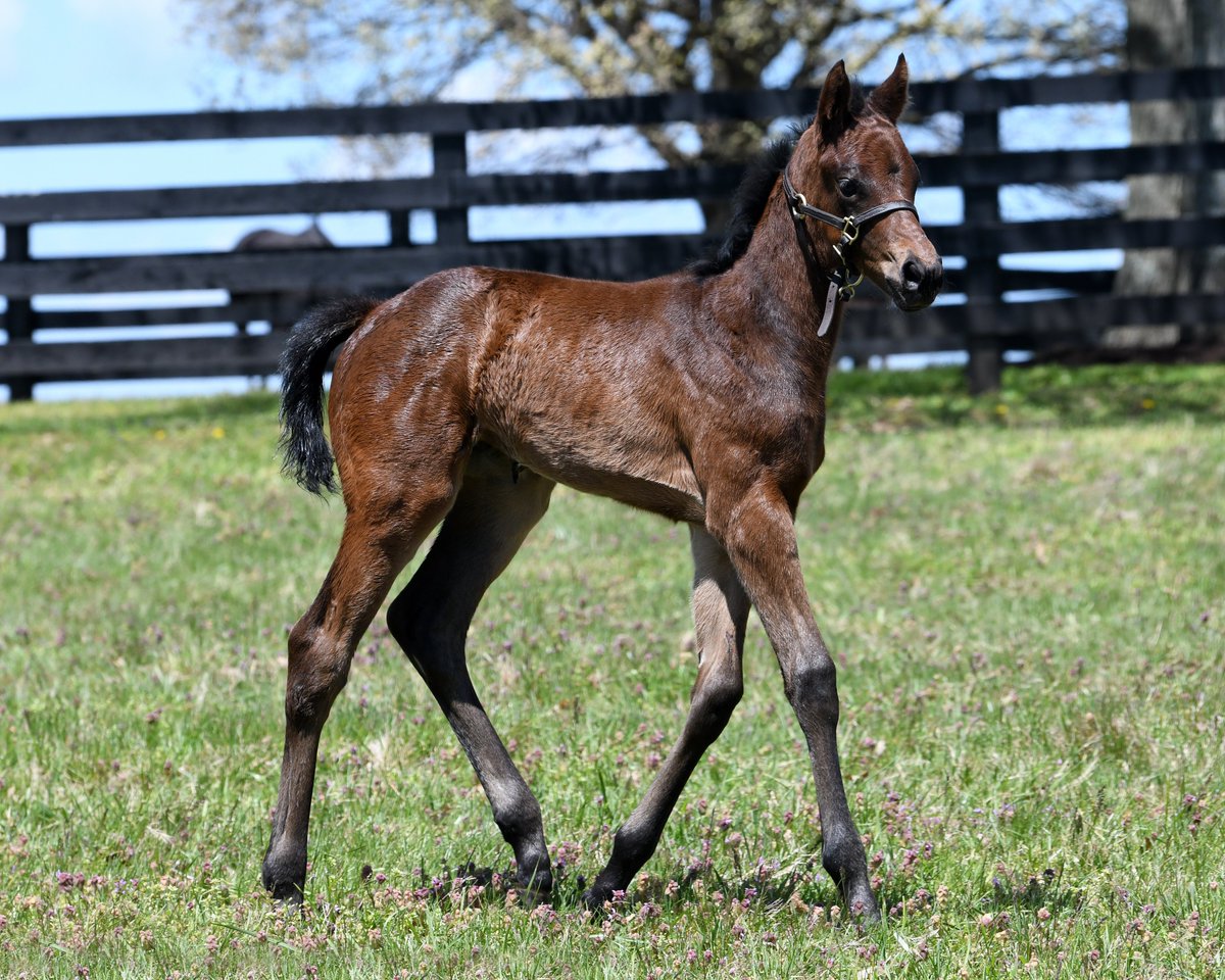 #BredandRaised COFFEE IN BED ☕️ conquered her first graded stakes victory with a win in Sunday's G2 Santa Maria S. @santaanitapark! Congratulations to owner @spendthriftfarm, jockey @mikeesmith10, and trainer Richard Mandella! #GradedGrads