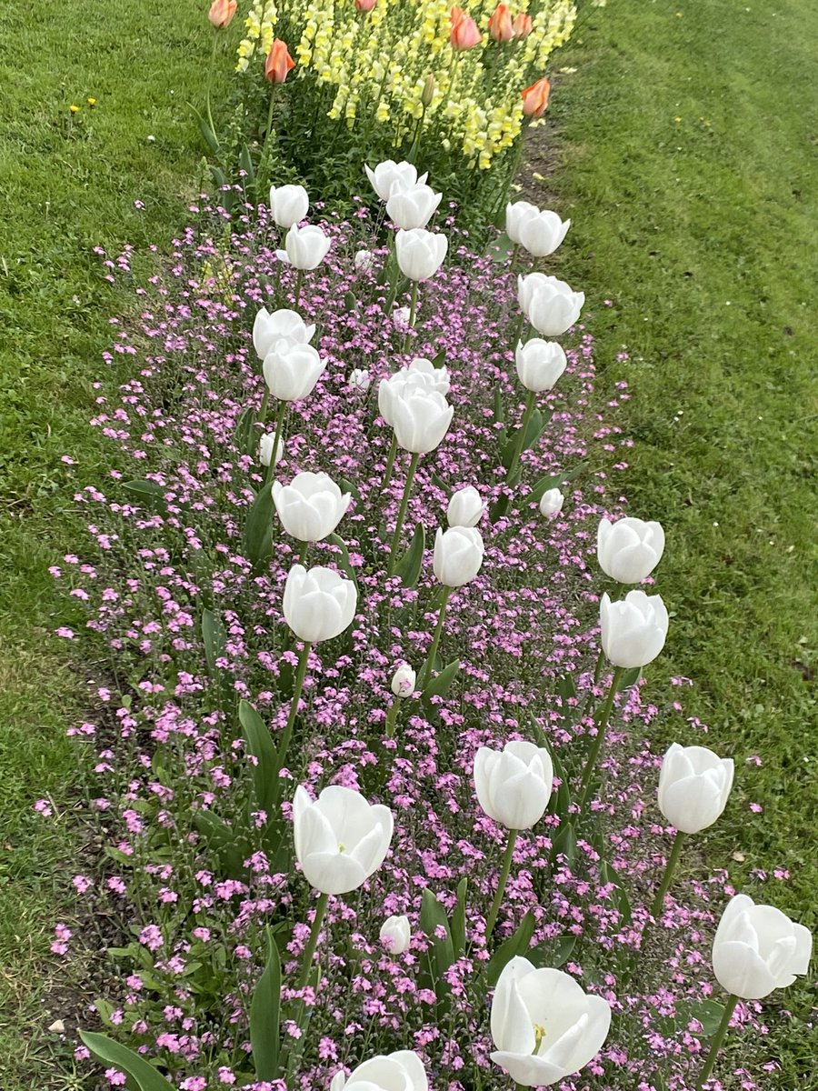 Alfombra de flores para empezar la semana....😍😍

 #diainternacionaldelatierra

Lunes, venga, buen día!💪