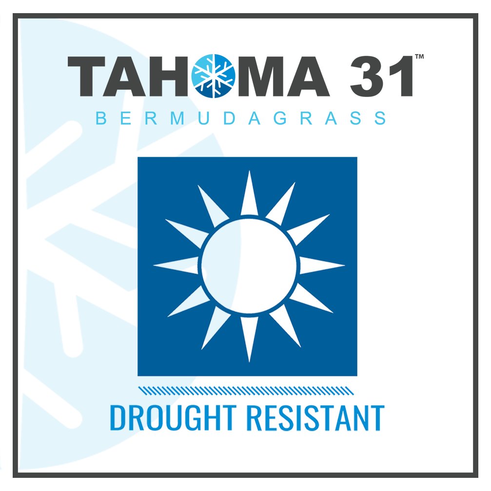 Drought resistant. Low water use. Cold hardy. Salt tolerant. Tahoma 31 is a GREEN grass. Happy Earth Day! Tahoma31.com #earthday #tahoma31 #turf #bermudagrass