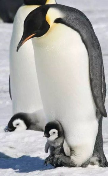 juviuh's tweet photo. lets focus on the positive things. Like him holding the ball like an emperor (Kaiser) penguin. Wow. How beautiful life can be when u just let it be. Love is everywhere. World Peace. #bllk259 #Love https://t.co/GakSTZIbTz