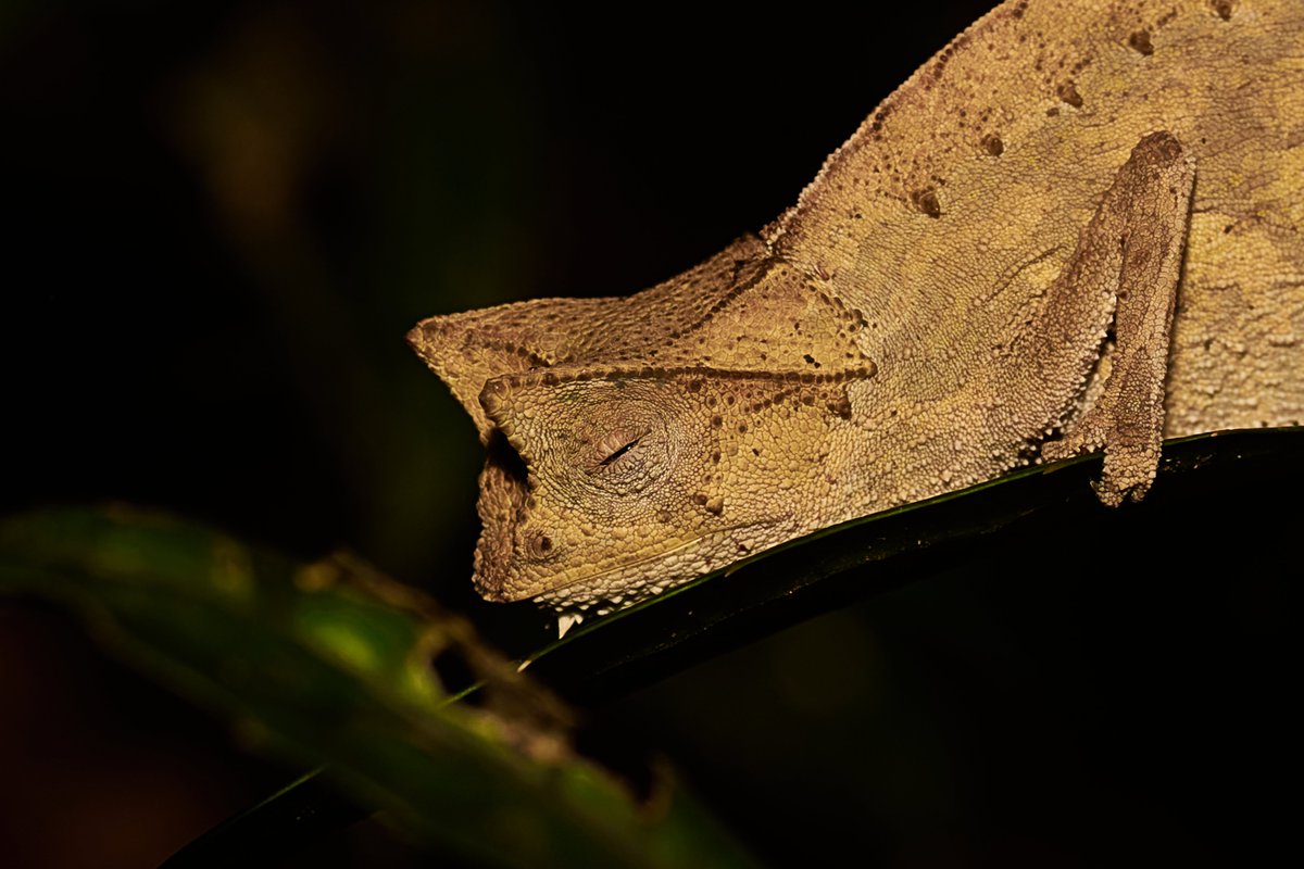 bownaankamal's tweet photo. Madagascar Wildlife
1) Brown leaf chameleon | Analamazaotra
2) Panther Chameleon | Ankanin'ny Nofy
3) Short Horned Grasshopper | Ankanin'ny Nofy
4) Short-nosed Chameleon | Ranomafana
#planetearth #jawsafrica #forestofficial #madagascarwildlife #bownaankamal #pawstrails #madagascar #reptiles #safariwildlife #endangeredspecies #JungleGiants #protectwildlife #nikonusa #herps #ourdailyplanet #reptilesofafrica #Habitat #jawswildlife