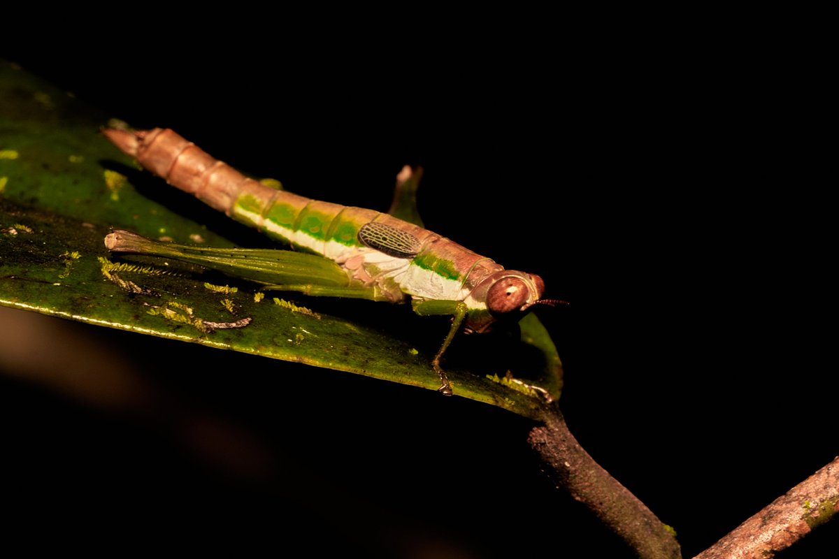 bownaankamal's tweet photo. Madagascar Wildlife
1) Brown leaf chameleon | Analamazaotra
2) Panther Chameleon | Ankanin'ny Nofy
3) Short Horned Grasshopper | Ankanin'ny Nofy
4) Short-nosed Chameleon | Ranomafana
#planetearth #jawsafrica #forestofficial #madagascarwildlife #bownaankamal #pawstrails #madagascar #reptiles #safariwildlife #endangeredspecies #JungleGiants #protectwildlife #nikonusa #herps #ourdailyplanet #reptilesofafrica #Habitat #jawswildlife