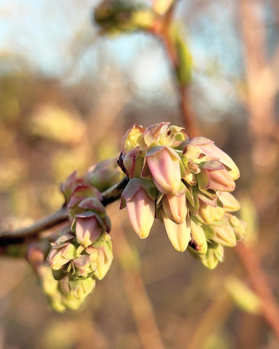 PlanetBlueberry's tweet photo. @bernabephoto #EarthDay2024 in Northeast Ohio! https://t.co/RyQQKbtORF