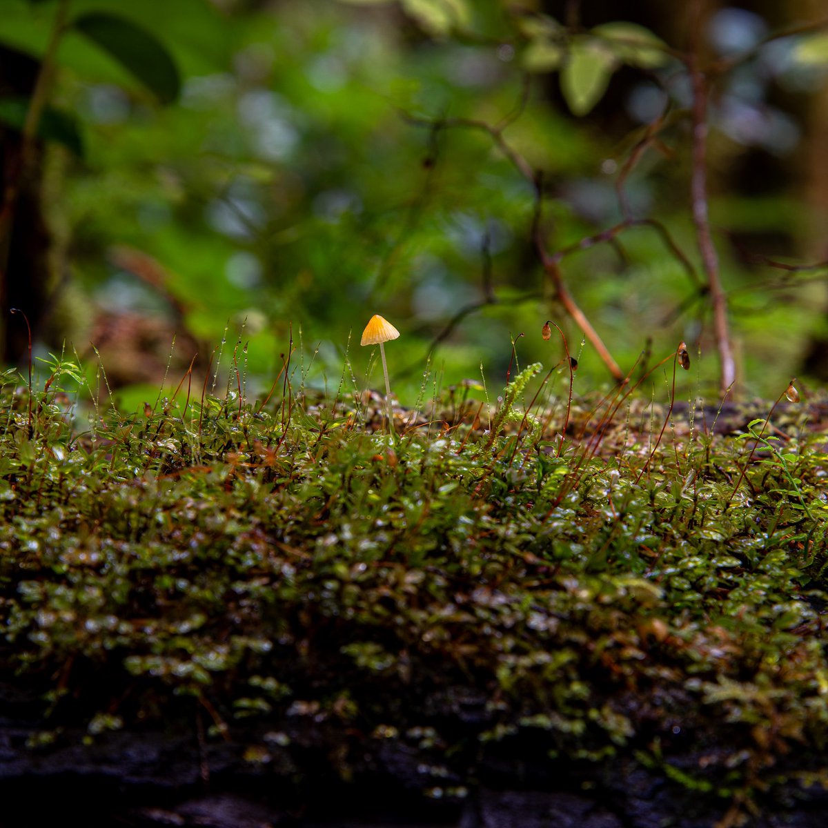 NathanGPhotos's tweet photo. @bernabephoto #EarthDay2024 https://t.co/OjyFLE1yNs