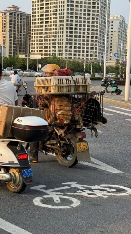 China, Guangxi, Beihai. April 22 2024.

A motorcycle man carrying dogs  to the #slaughterhouse. 

Guangxi is located in South China, where #dogmeat is eaten a lot.

#Yulindogmeatfestival will be held in Guangxi, #Yulin, in two months.

#wearenotfood #StopYulin #Yulin2024