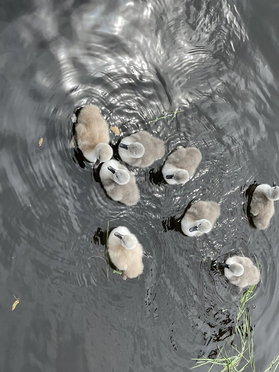 Eight cygnets hatched in Brockwell Park.😃