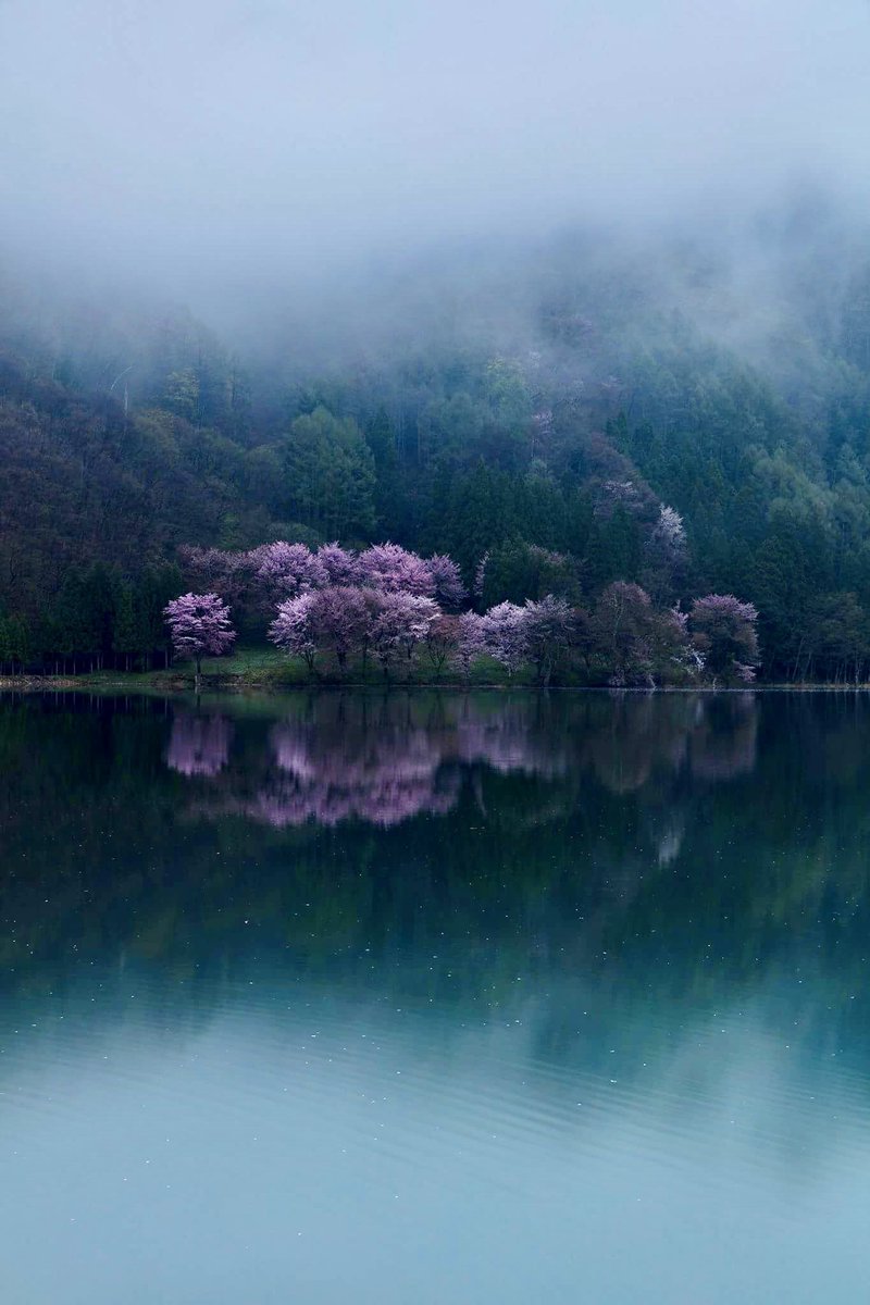 霧に包まれる朝。
湖畔を彩る遅咲きの桜。

#長野県
#中綱湖