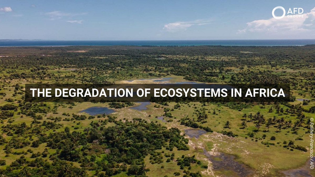 #EarthDay |🤔What future for African ecosystems? 🌱Find out more about the analysis of our expert @E_Fourmann & @OSS_Comms in l'#EconomieAfricaine, which confirms that the continent's ecosystems are in serious decline especially in 🇲🇬. 🔎Read an extract: bit.ly/3W8KfKY