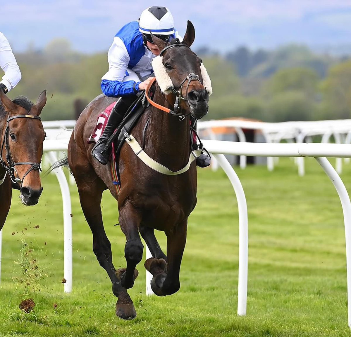 G_G_Racing's tweet photo. Fantastic weekend for the team as 3 winners takes us up to 52 winners for the season. It was a great day at our local track @BangorRaces on Saturday with both Dusautior and Lipa K getting their heads infront both under good rides by Toby Wynne. https://t.co/p9XF3loR1c