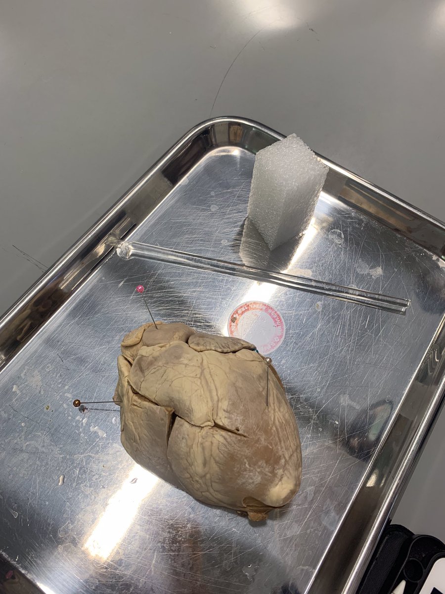 มารีวิวคณะเภสัช มธ ปี 1 กันน💊⭐️✨💞

**เค้ายังไม่จบปี 1 นะคะะ แต่เค้าจะมารีวิวคร่าวๆให้ทุกคนฟังกันค่ะะ**
หวังว่าจะพอช่วยประกอบการตัดสินใจให้กับทุกคนได้นะคั้บบ💖🤏🏻

#dek67 #dek68 #Tcas67 #TCAS68 #เภสัชมธ #เภสัช