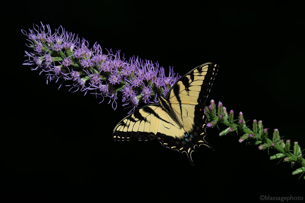 SJCKettleLakes's tweet photo. Happy Earth Day! One fun and easy thing we can do for our planet is to plant native #wildflowers and trees to support our #pollinators. Here's a great list to get you started.
https://t.co/ywvEhwhVxZ
#EarthDay2024 https://t.co/qJsv9jKfnM