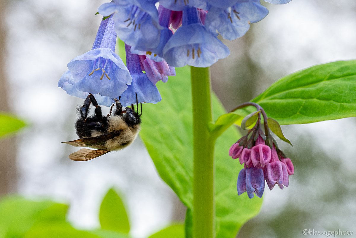 SJCKettleLakes's tweet photo. Happy Earth Day! One fun and easy thing we can do for our planet is to plant native #wildflowers and trees to support our #pollinators. Here's a great list to get you started.
https://t.co/ywvEhwhVxZ
#EarthDay2024 https://t.co/qJsv9jKfnM