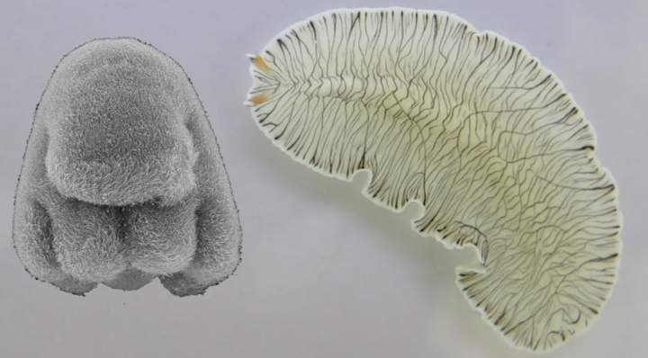 PhD opportunity @TelfordLab. Join the Pan-European ZooCELL Doctoral Network (zoocell.eu). Study evolution of animal sensory cells/larvae/life cycles. Learn cutting edge electron microscopy. Be part of a fantastic training network. Please RT. bit.ly/3Ur06Dj